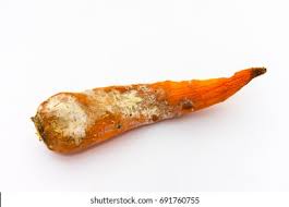 RottenCarrot.jpeg