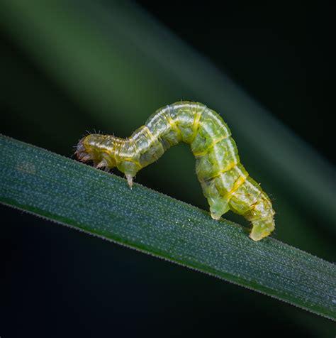 caterpillar.jpg