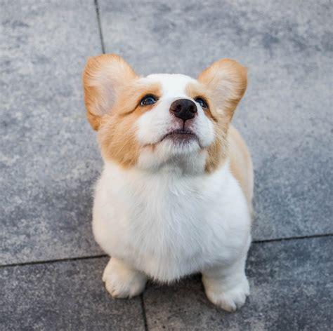 corgi.jpg