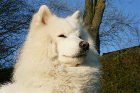 samoyed.jpg