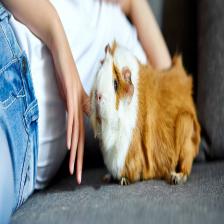 Guinea-Pig14_jpg.rf.6e20c5dccc37df9ed3a96c38900e8e25.jpg