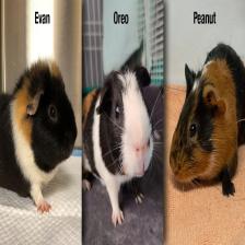 Guinea-Pig5_jpg.rf.8871d7c4e2277d0969cab1fe354f422a.jpg