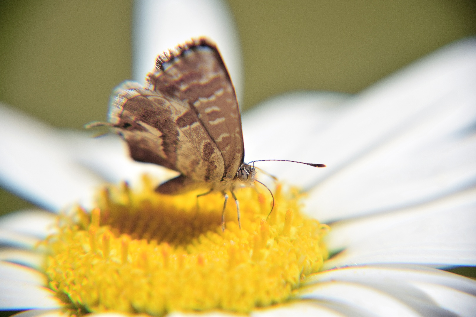 a_butterfly_on_a_flower.png