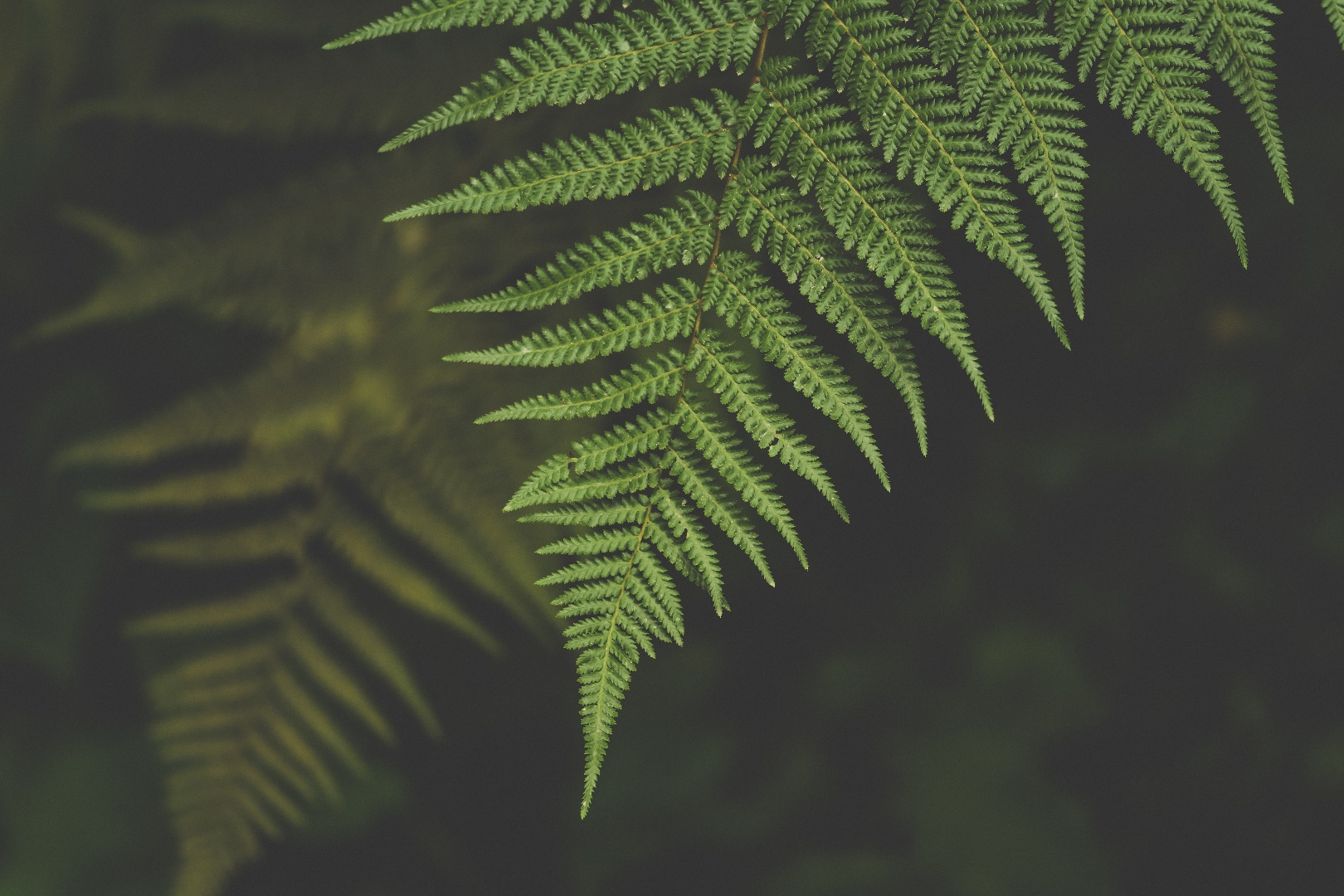 a_close_up_of_a_fern_leaf.png