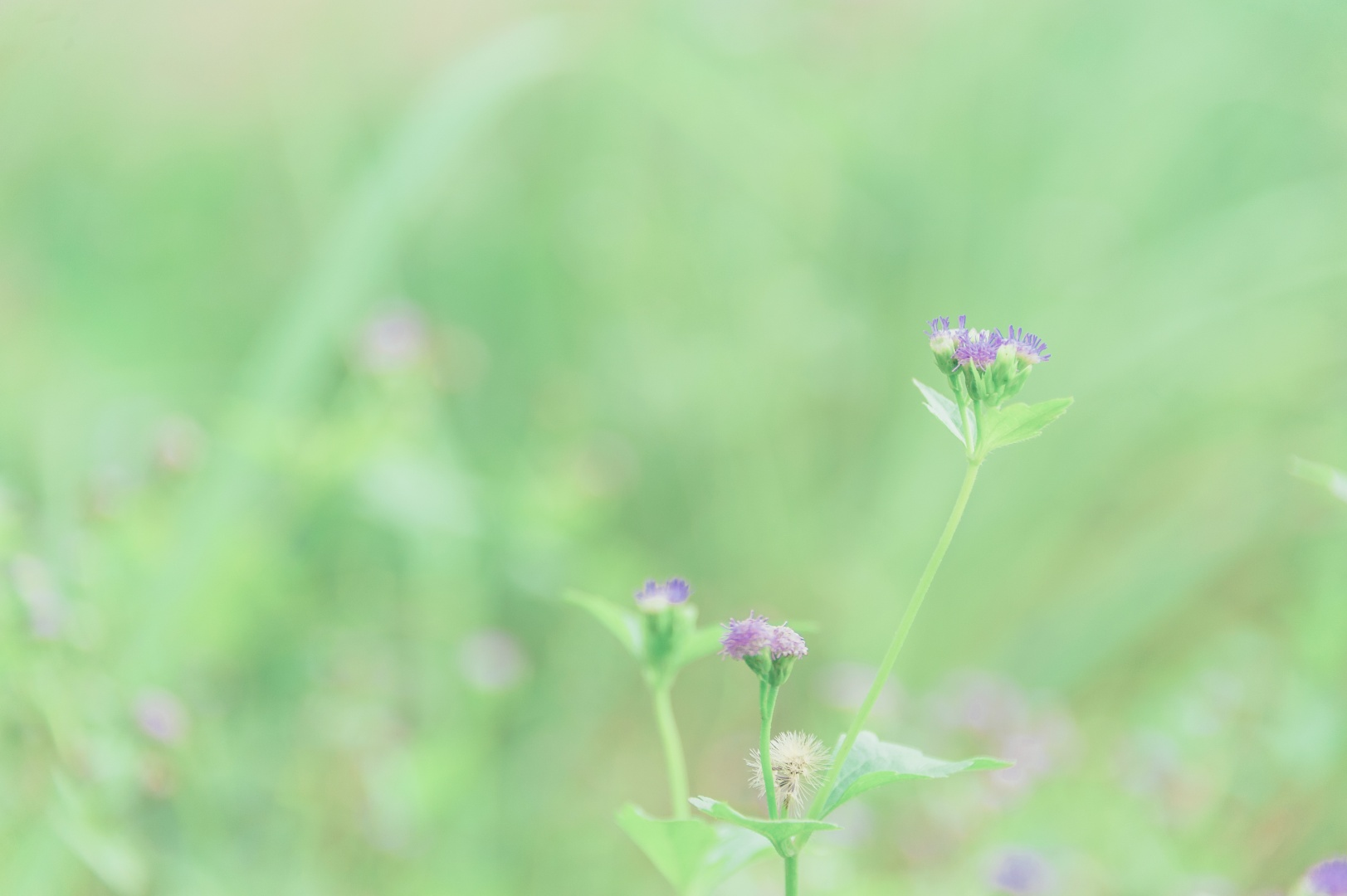 a_close_up_of_a_flower_4.png