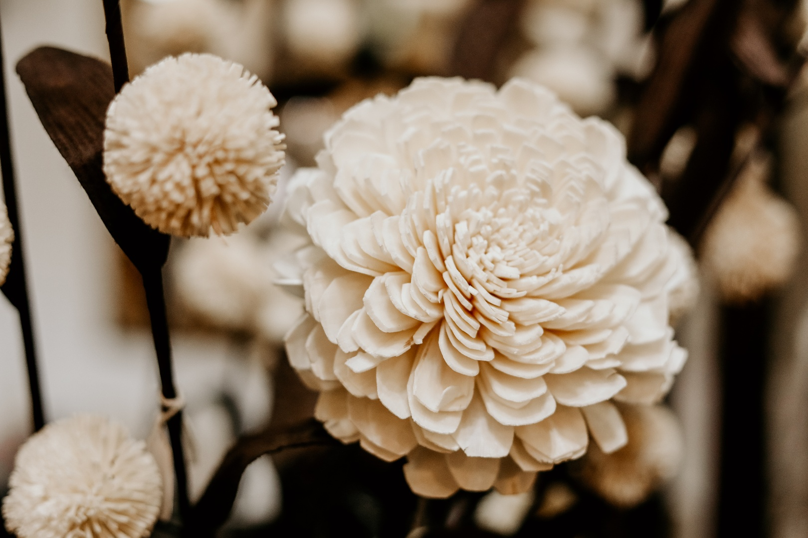 a_close_up_of_a_white_flower.png