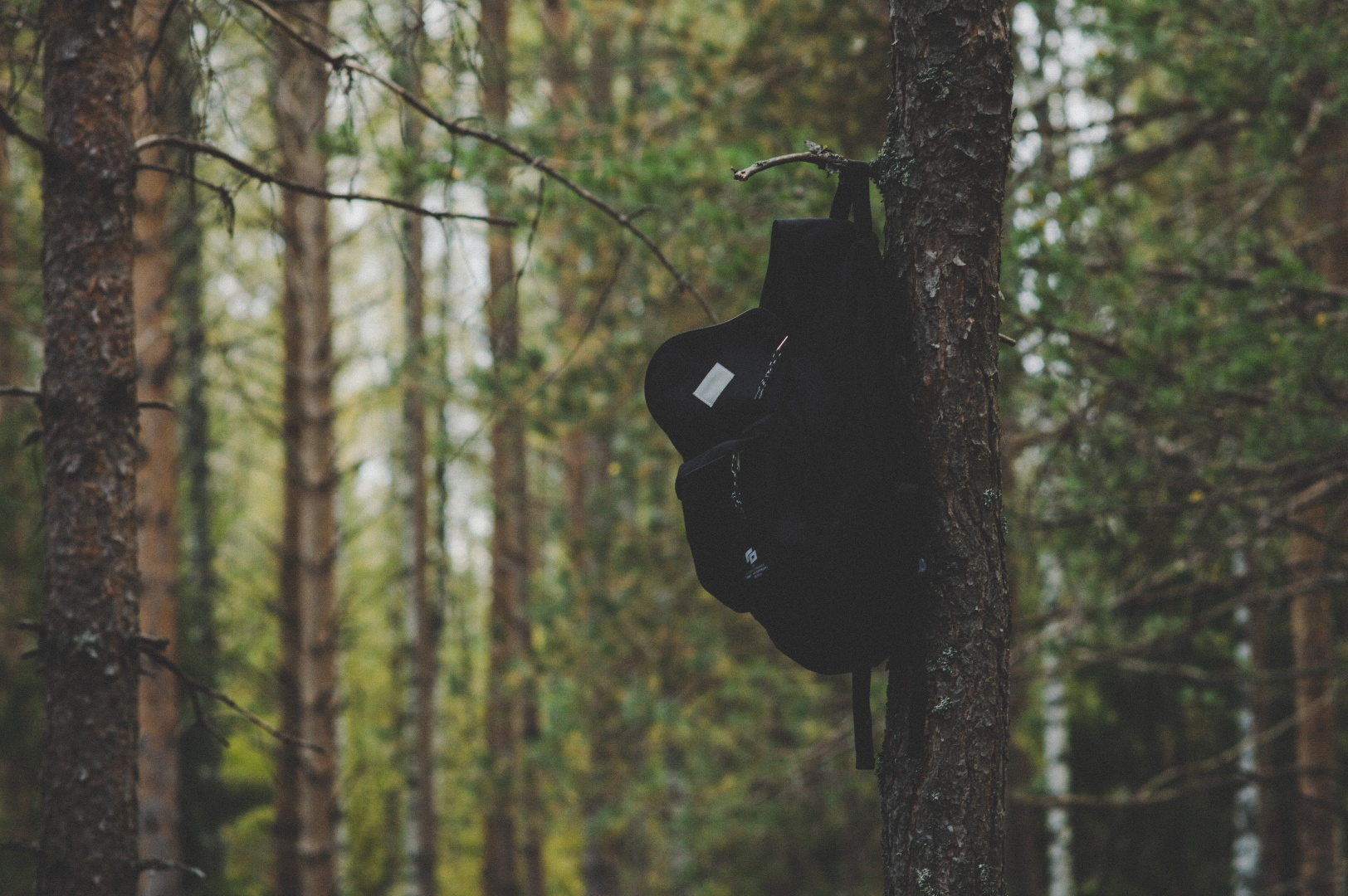 a_backpack_stuck_in_a_tree.png