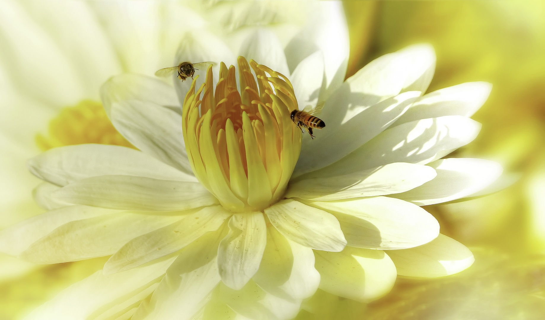 bees_on_a_water_lily.png