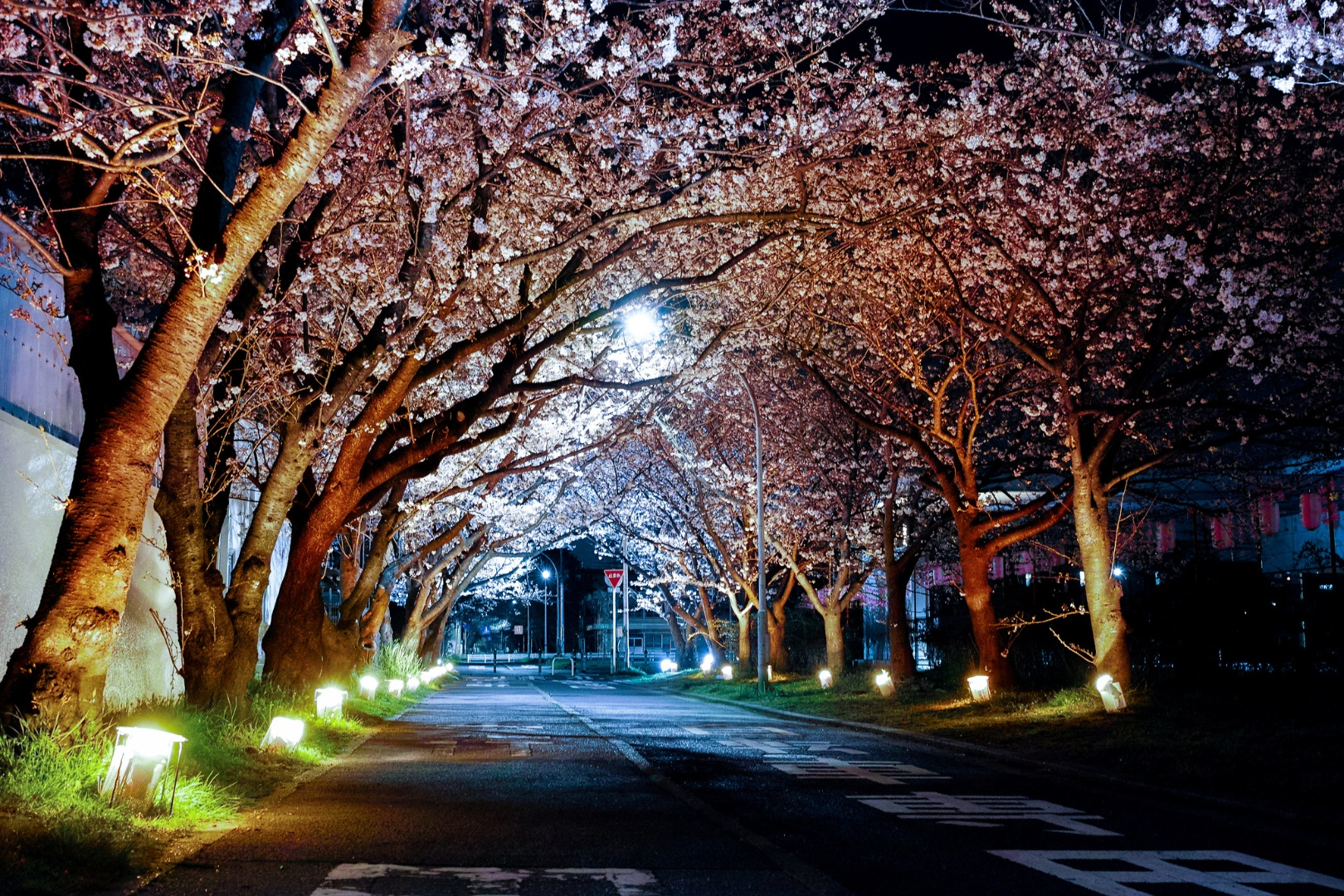 cherry_blossoms_in_the_night.png