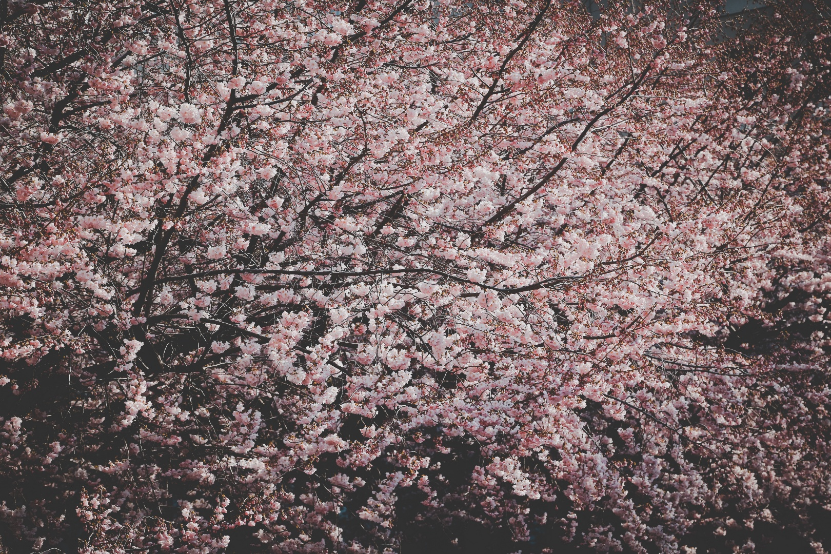 cherry_blossoms_in_the_spring_8.png