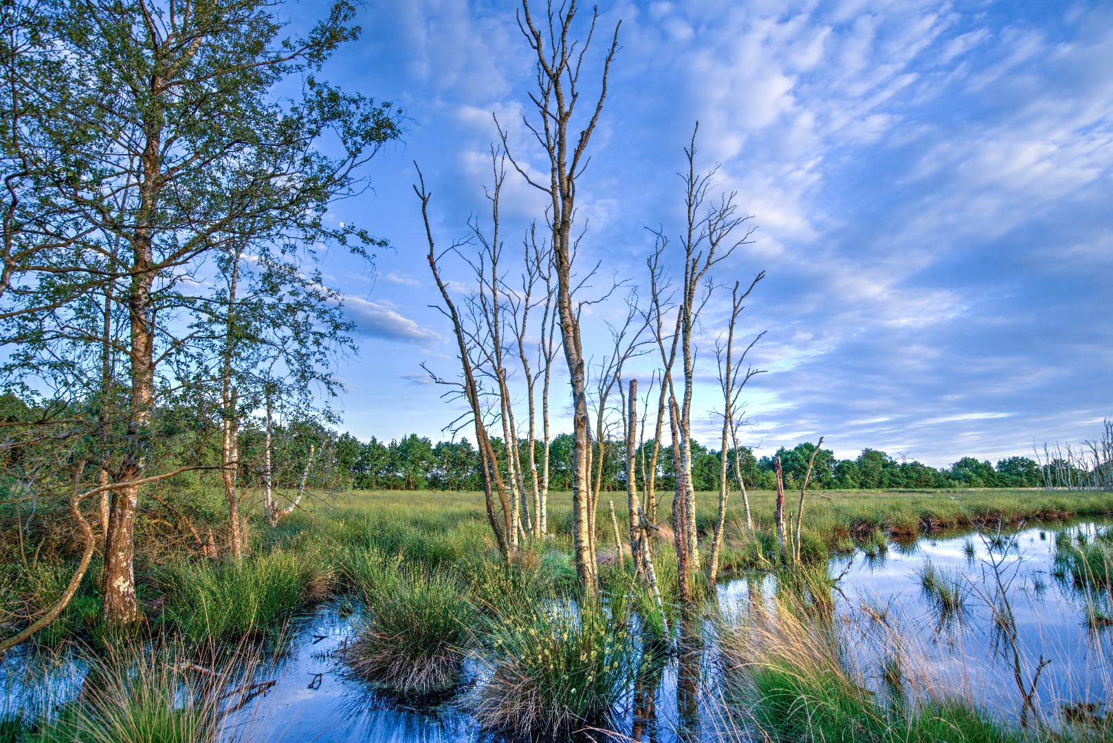 dead_trees_in_a_swamp.png