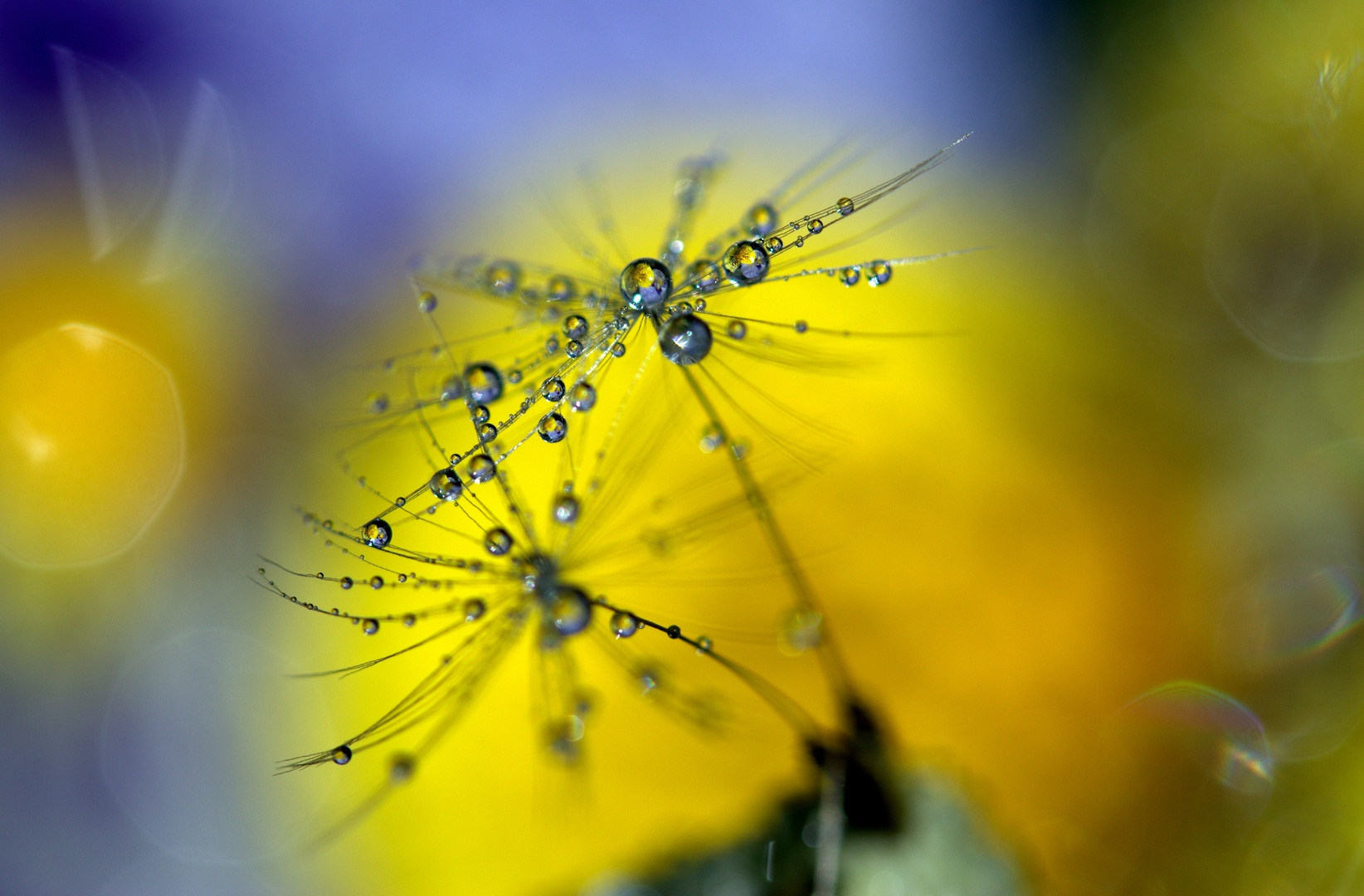 dew_drops_on_a_dandelion_flower.png