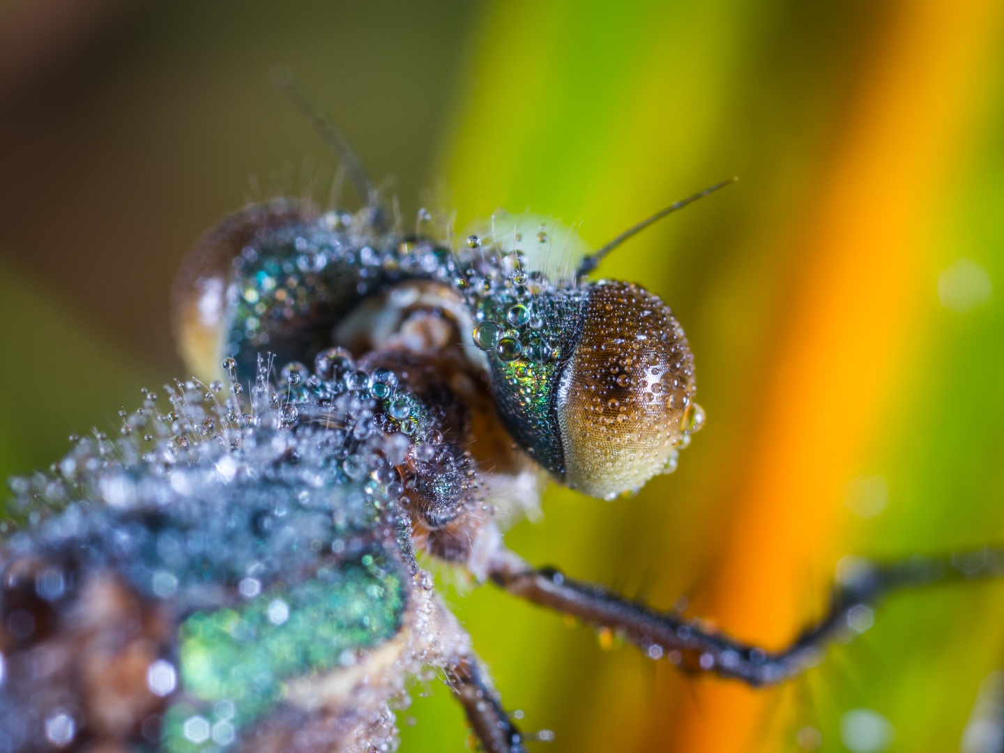 dew_drops_on_a_dragonfly.png