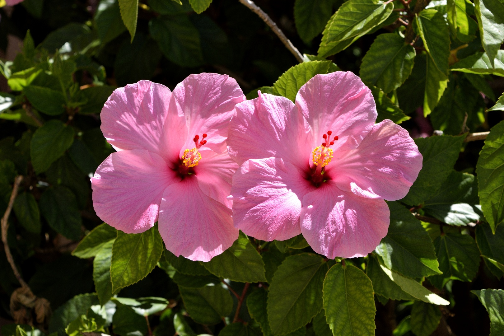 hibiscus_flowers_in_the_garden.png