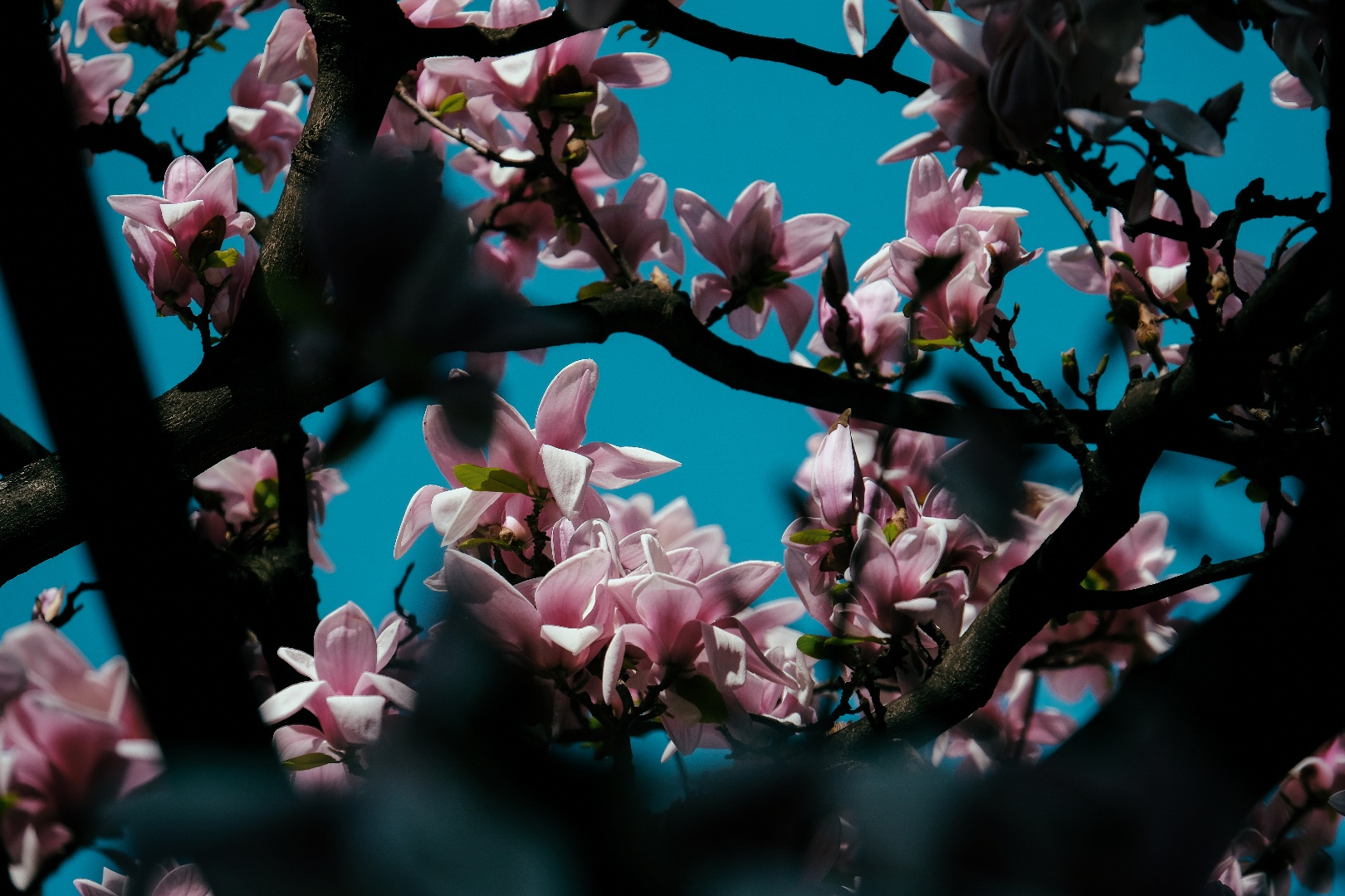 magnolias_blooming_in_the_spring.png