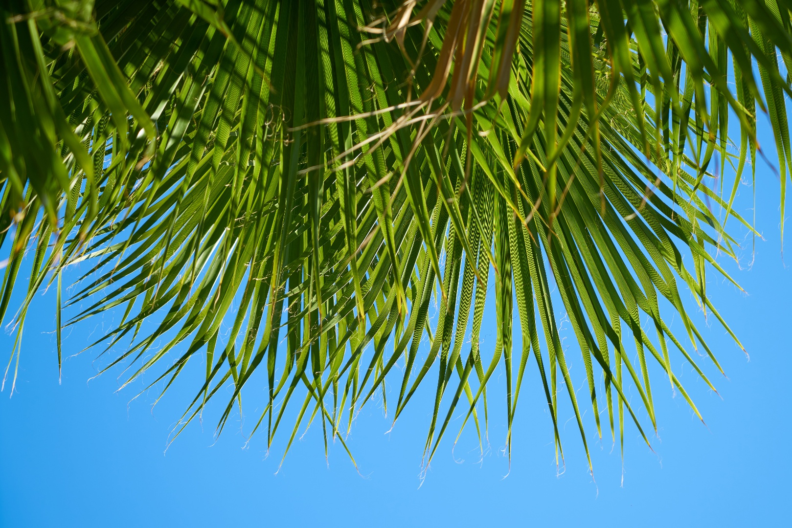 palm_tree_leaves_against_a_blue_sky.png