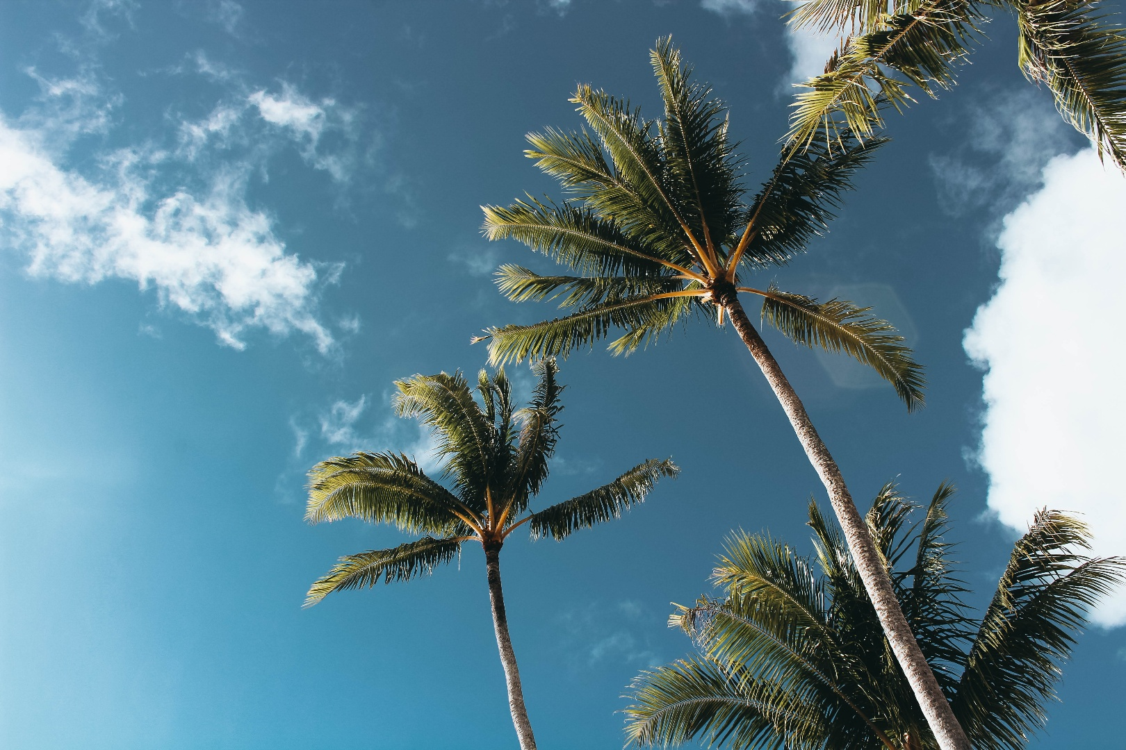 palm_trees_against_a_blue_sky_1.png