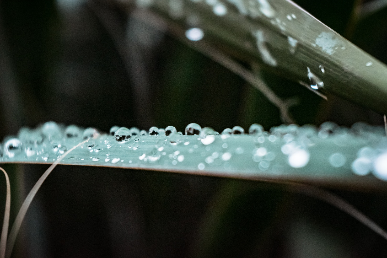 rain_drops_on_a_leaf.png