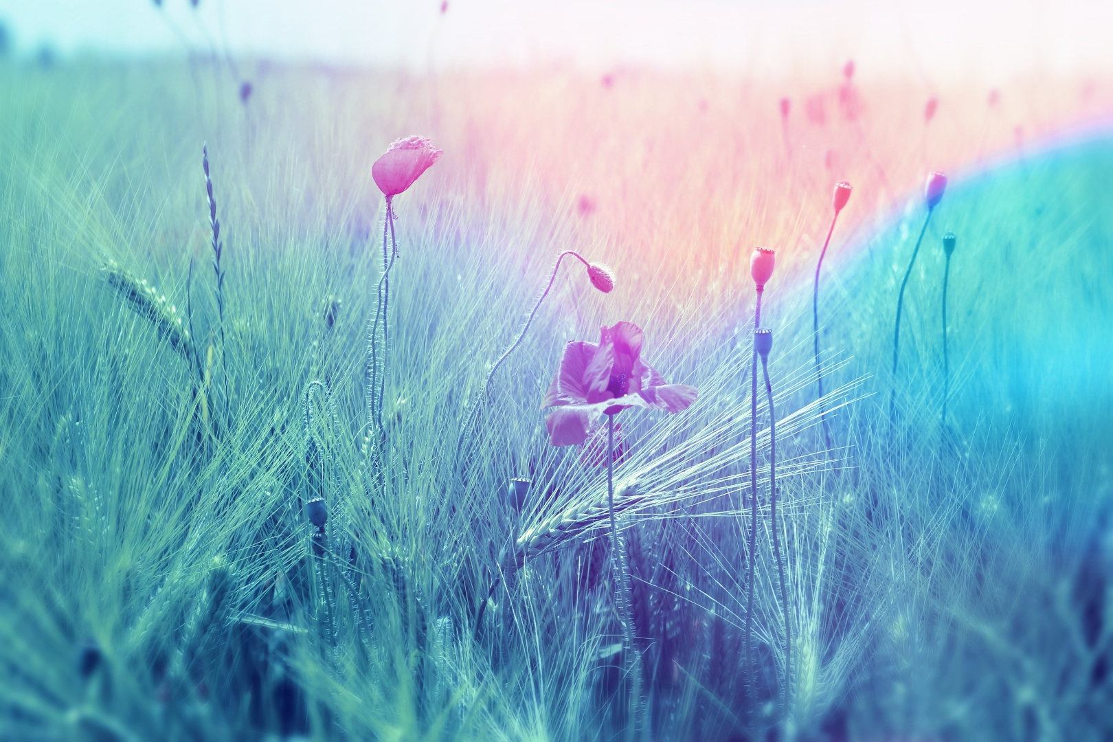 rainbow_in_the_field_wallpapers.png