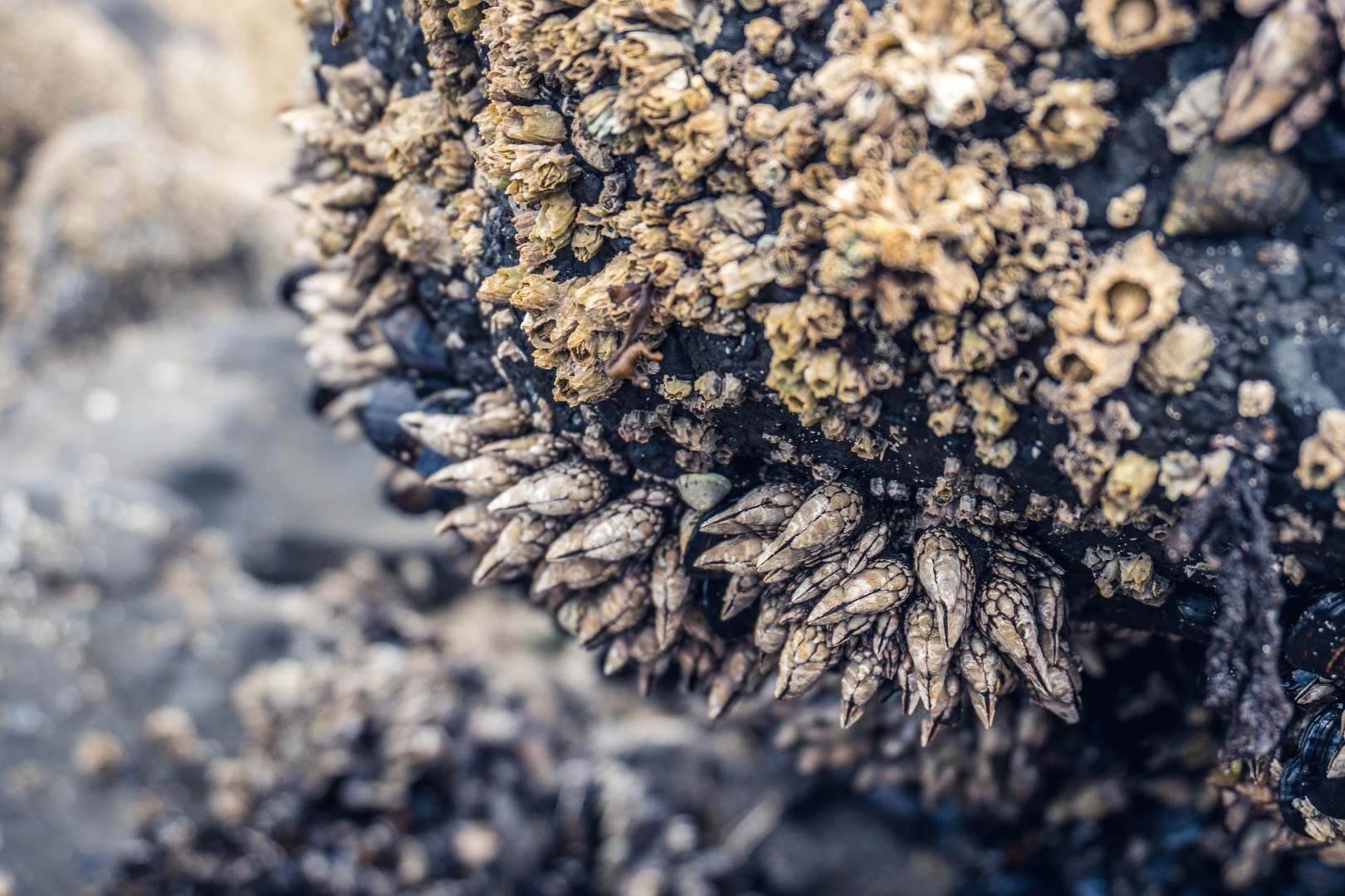 seaweed_on_a_rock_at_the_beach.png