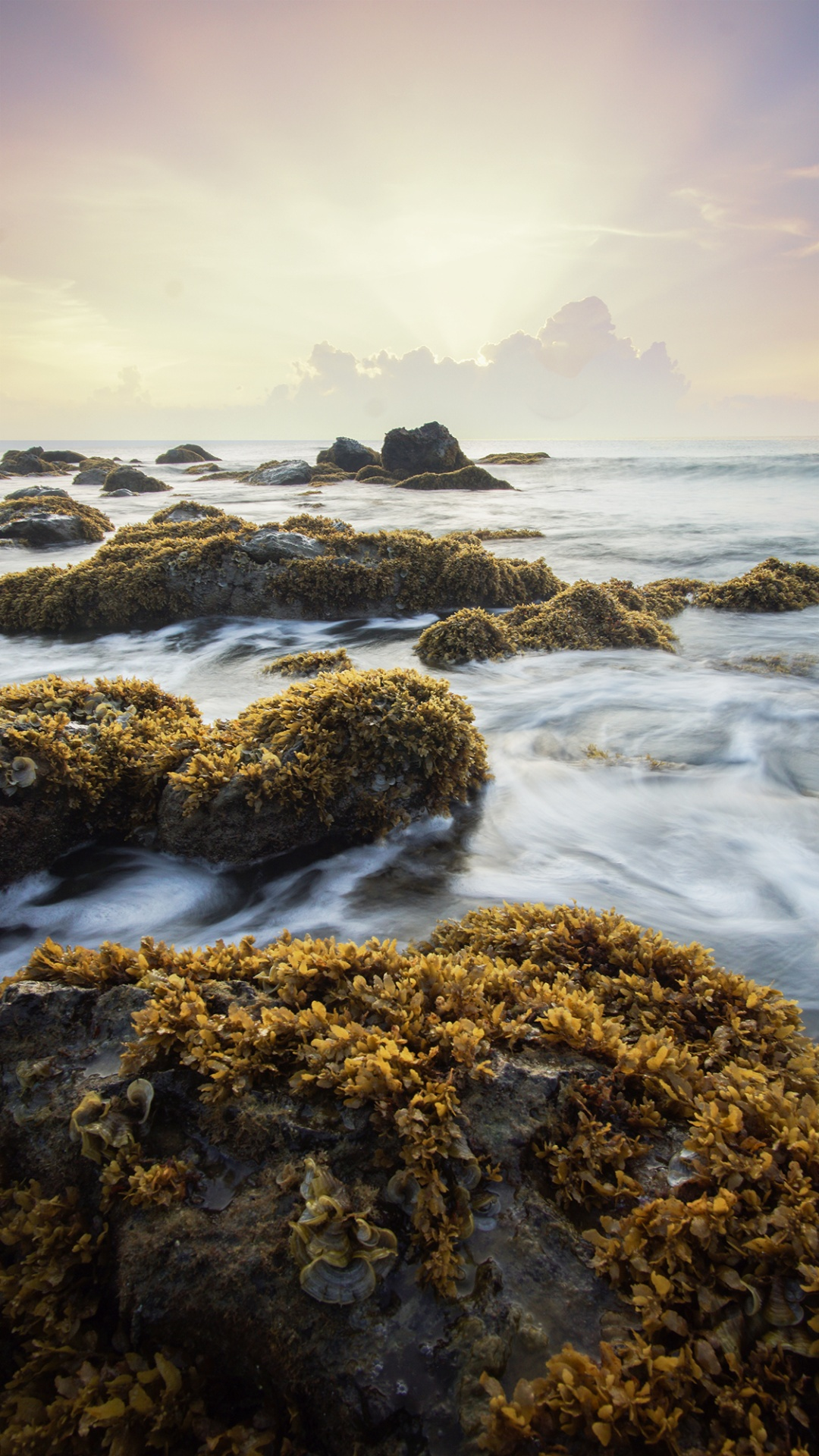 seaweed_on_the_rocks_at_sunset.png