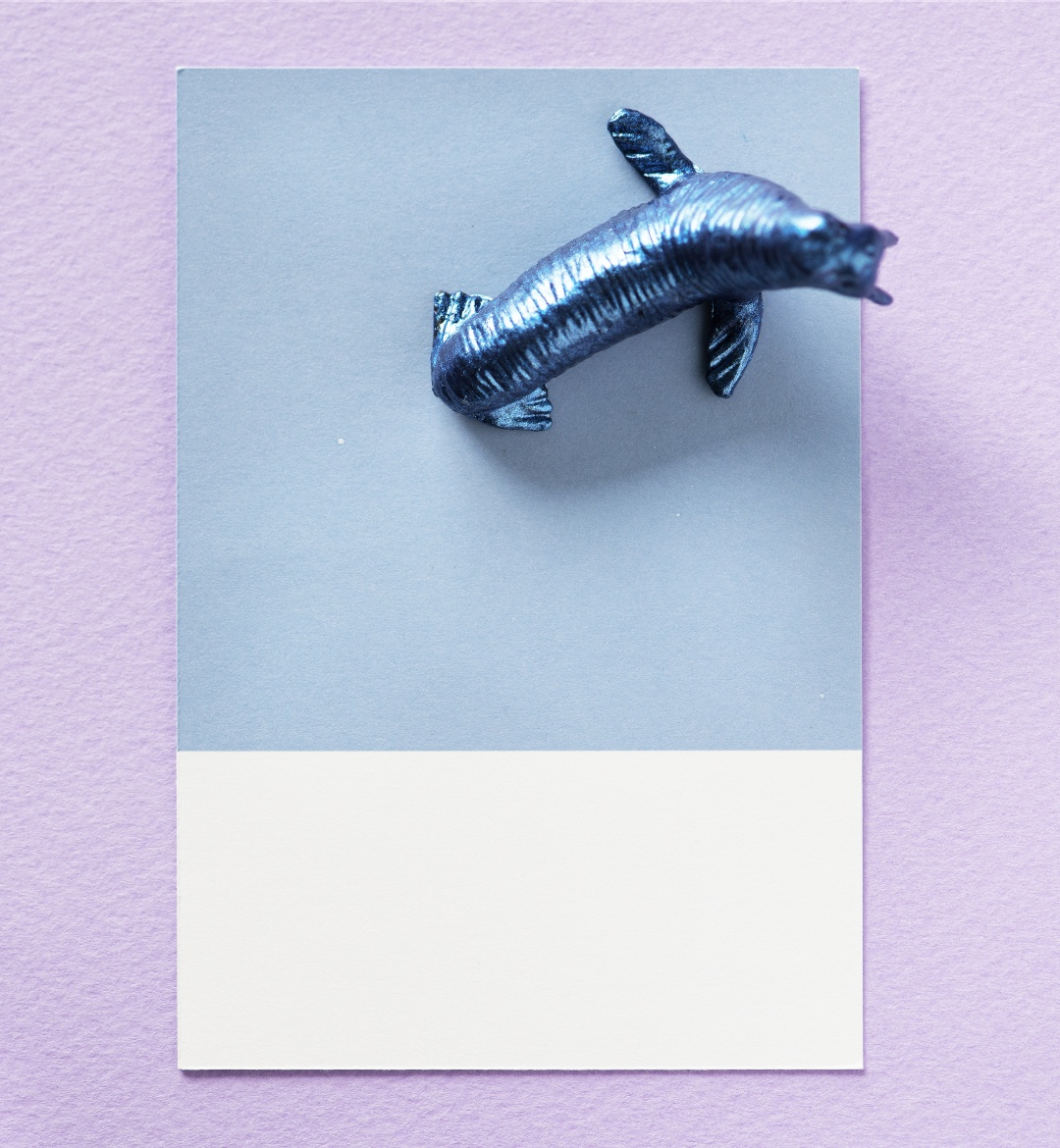 silver_dolphin_on_a_blue_card.png