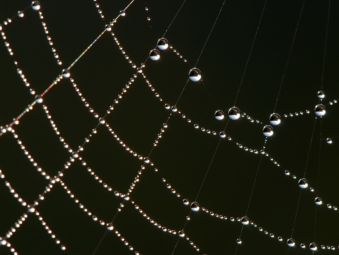 water_droplets_on_a_spider_web.png