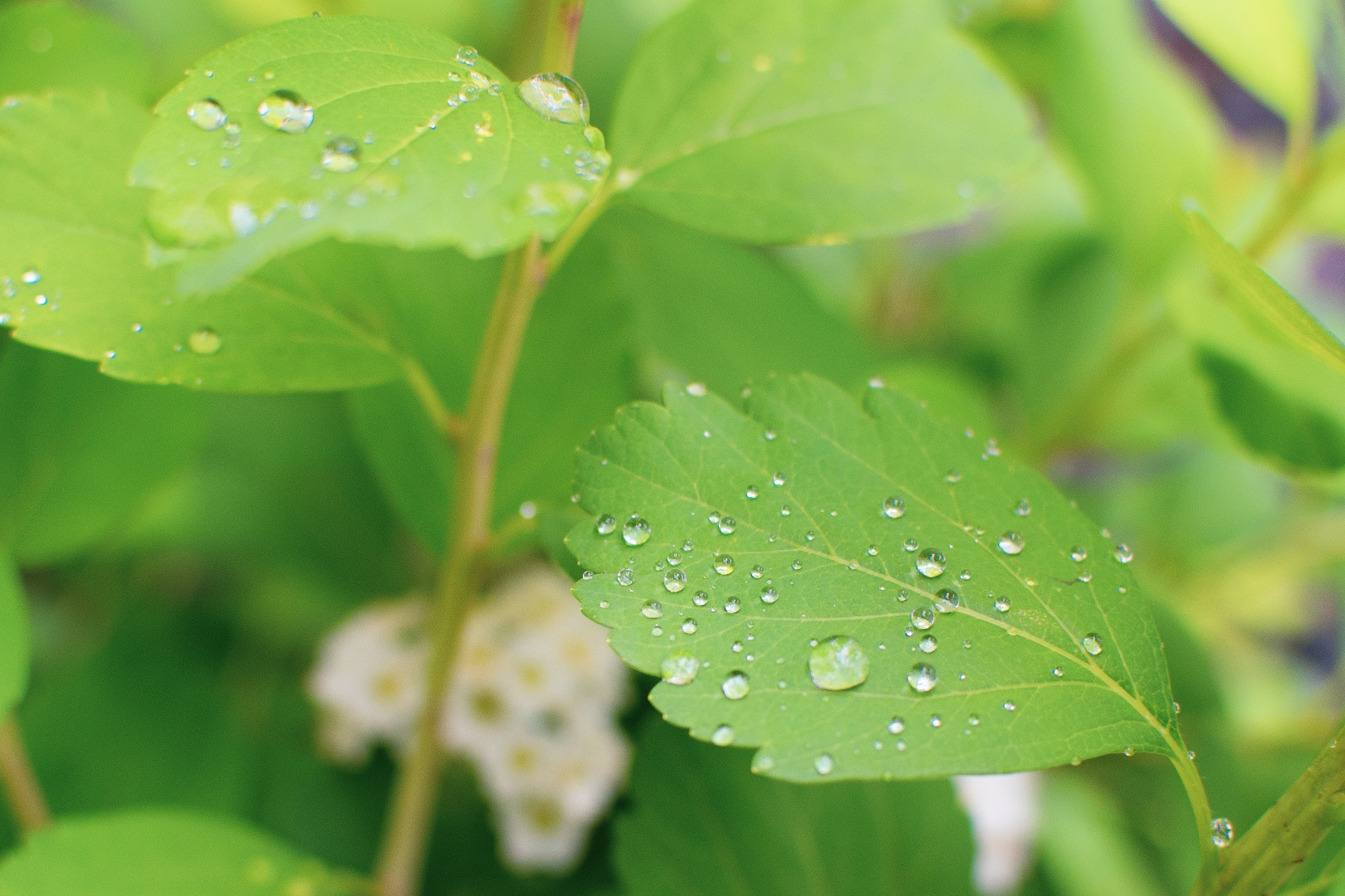 water_drops_on_a_green_leaf_1.png