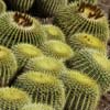 echinocactus_barrel_cactus_0.9995621.JPEG