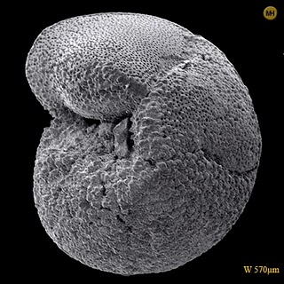 microfossil_0.995846.JPEG