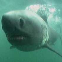 basking_shark_Cetorhinus_maximus_0.9992066.JPEG