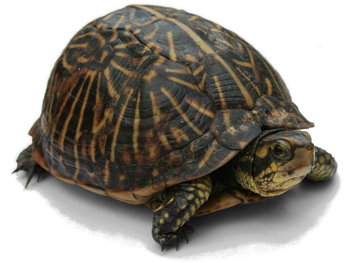 turtle.png