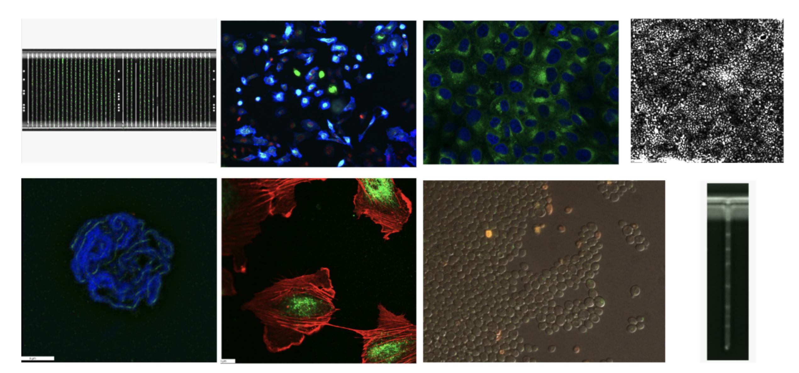 IDRCell100k dataset samples