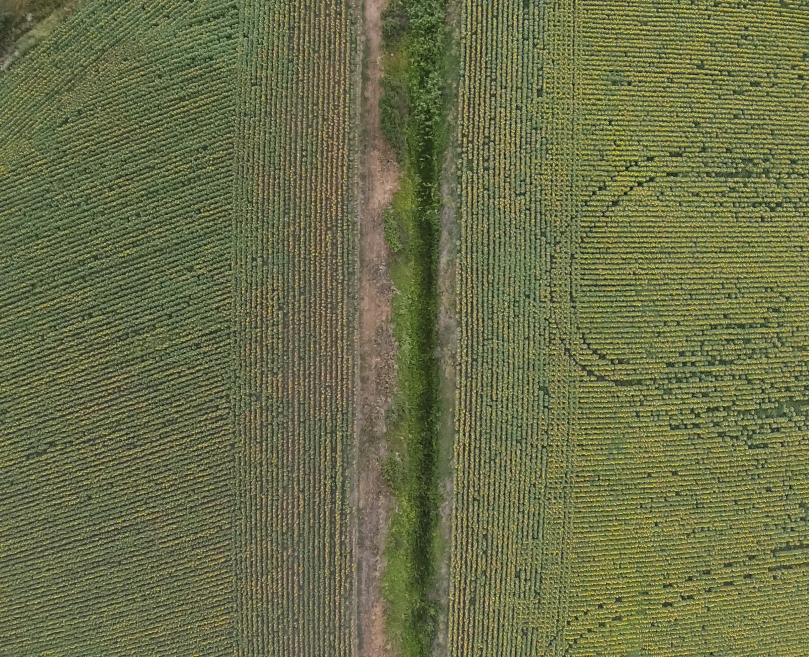 DJI_0010.JPG