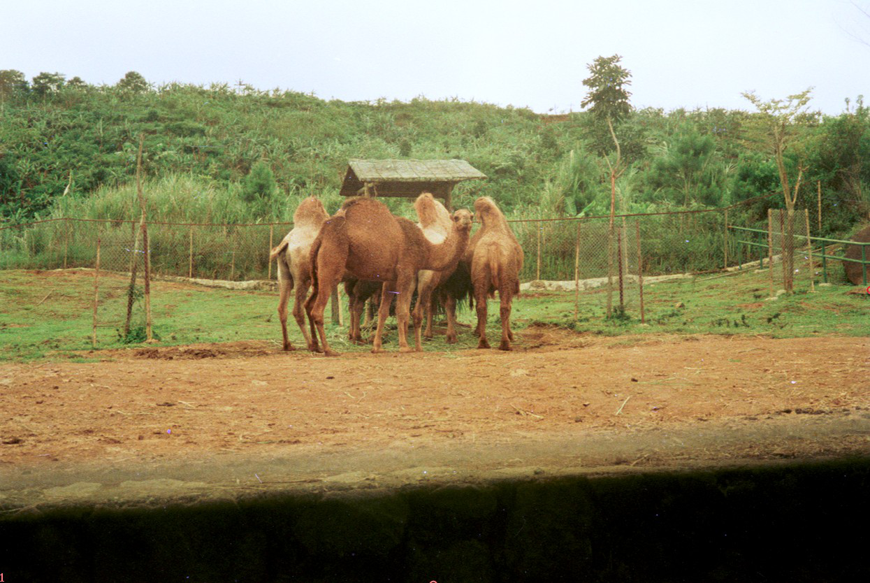 19880215B-28-tama-safari-bogor.preview.png