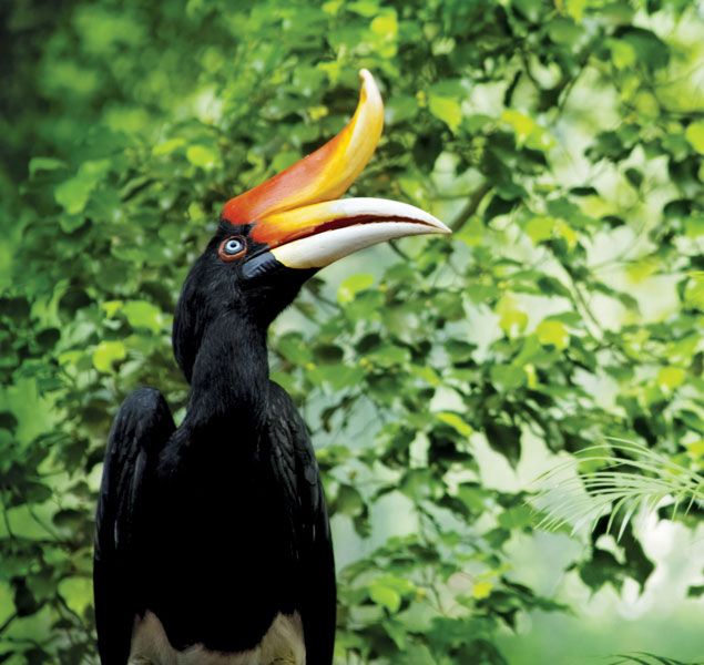 hornbill.jpg