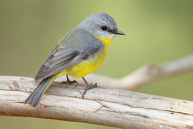 eastern_yellow_robin.jpg