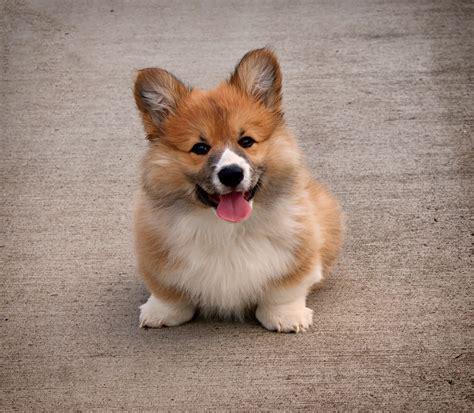 corgi.jpg