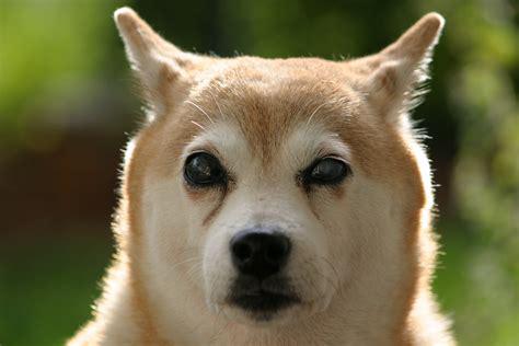 shiba_inu.jpg