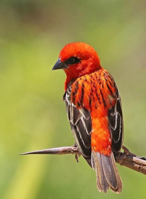 a small bird with red and black