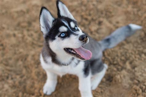 husky