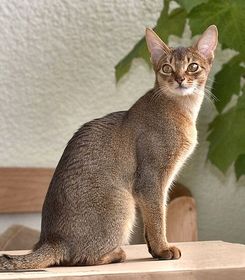 Abyssinian_13.jpg