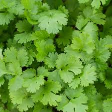 coriander.jpg