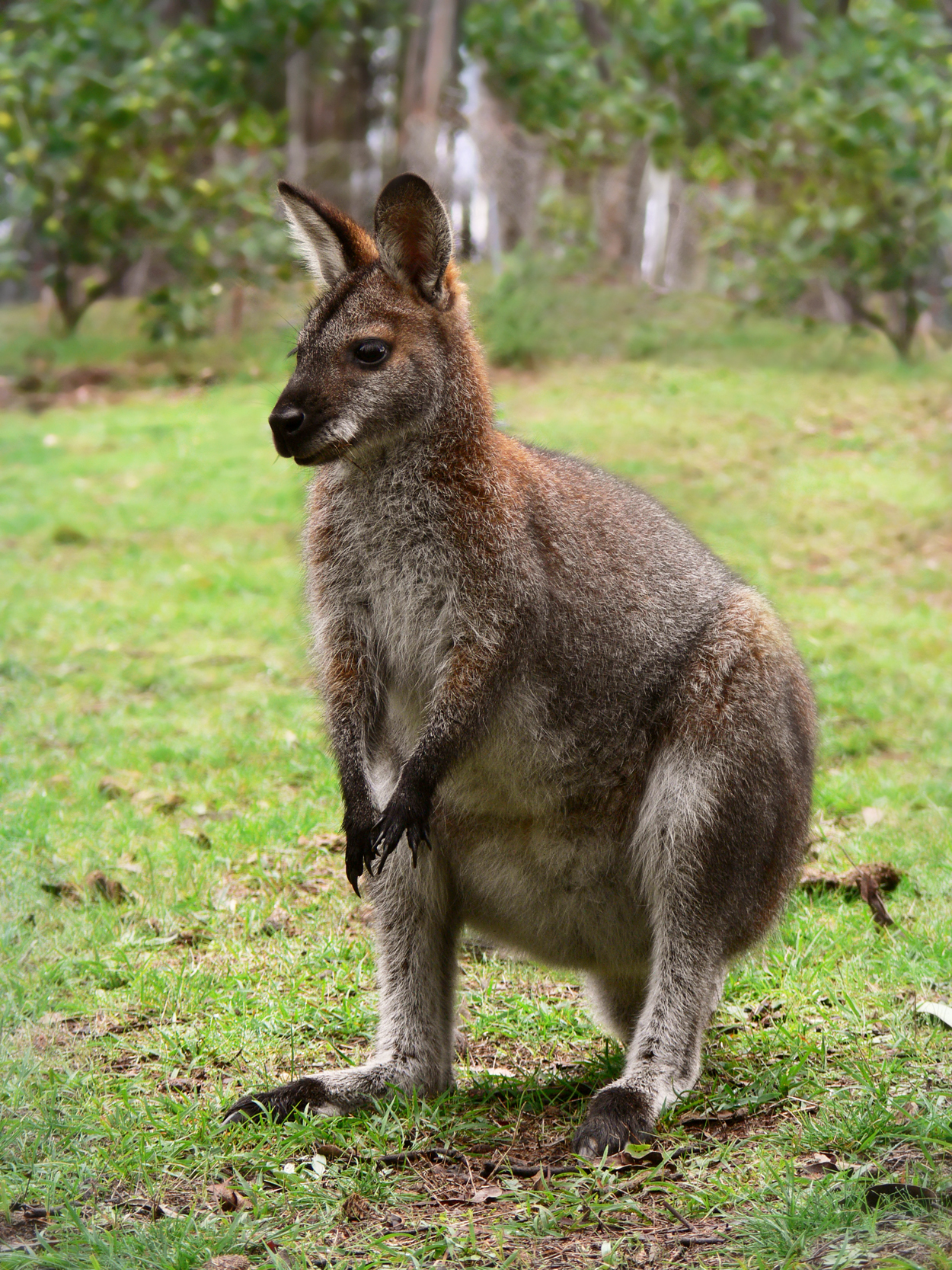 wallaby.png