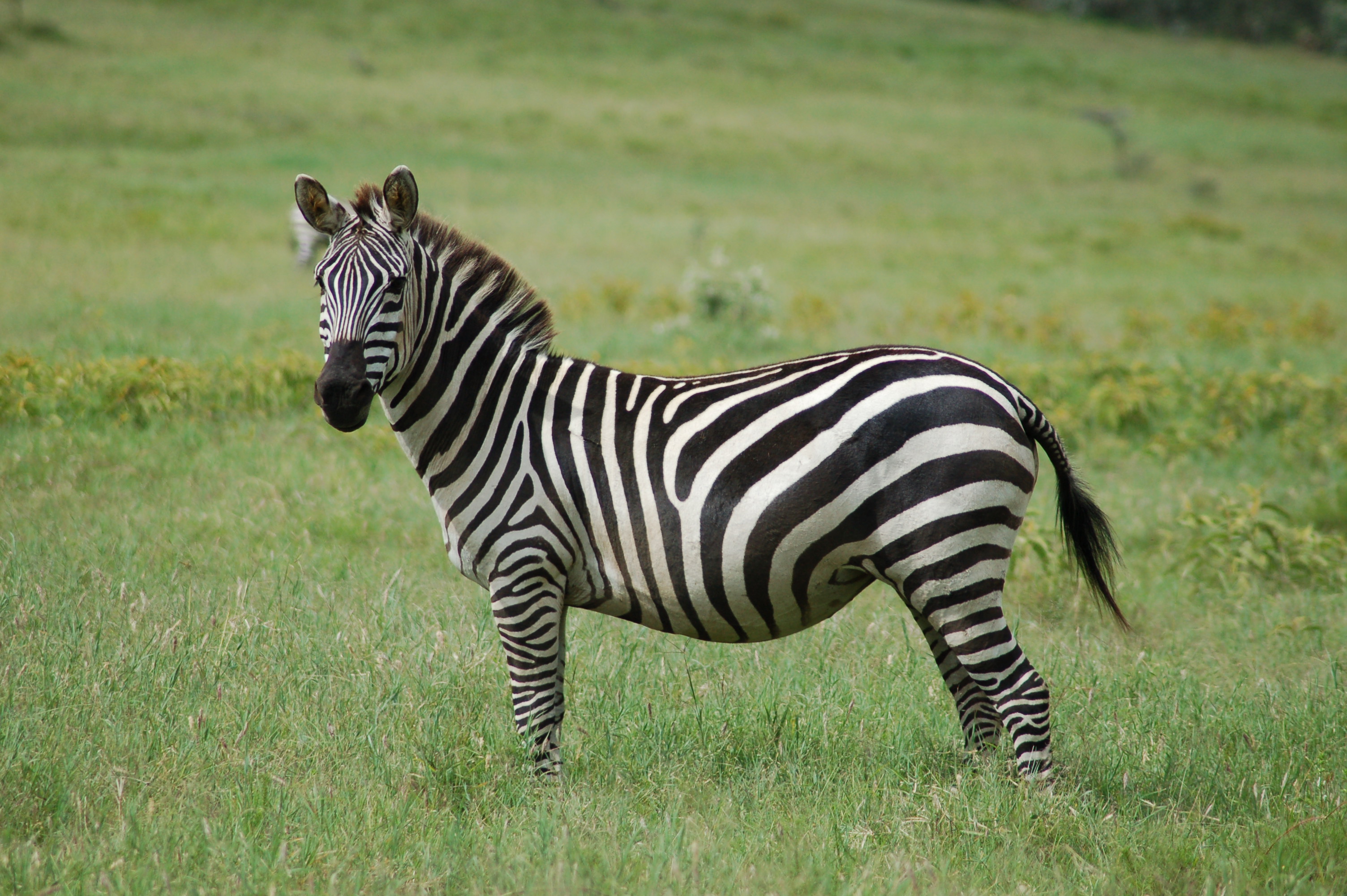 zebra.jpg