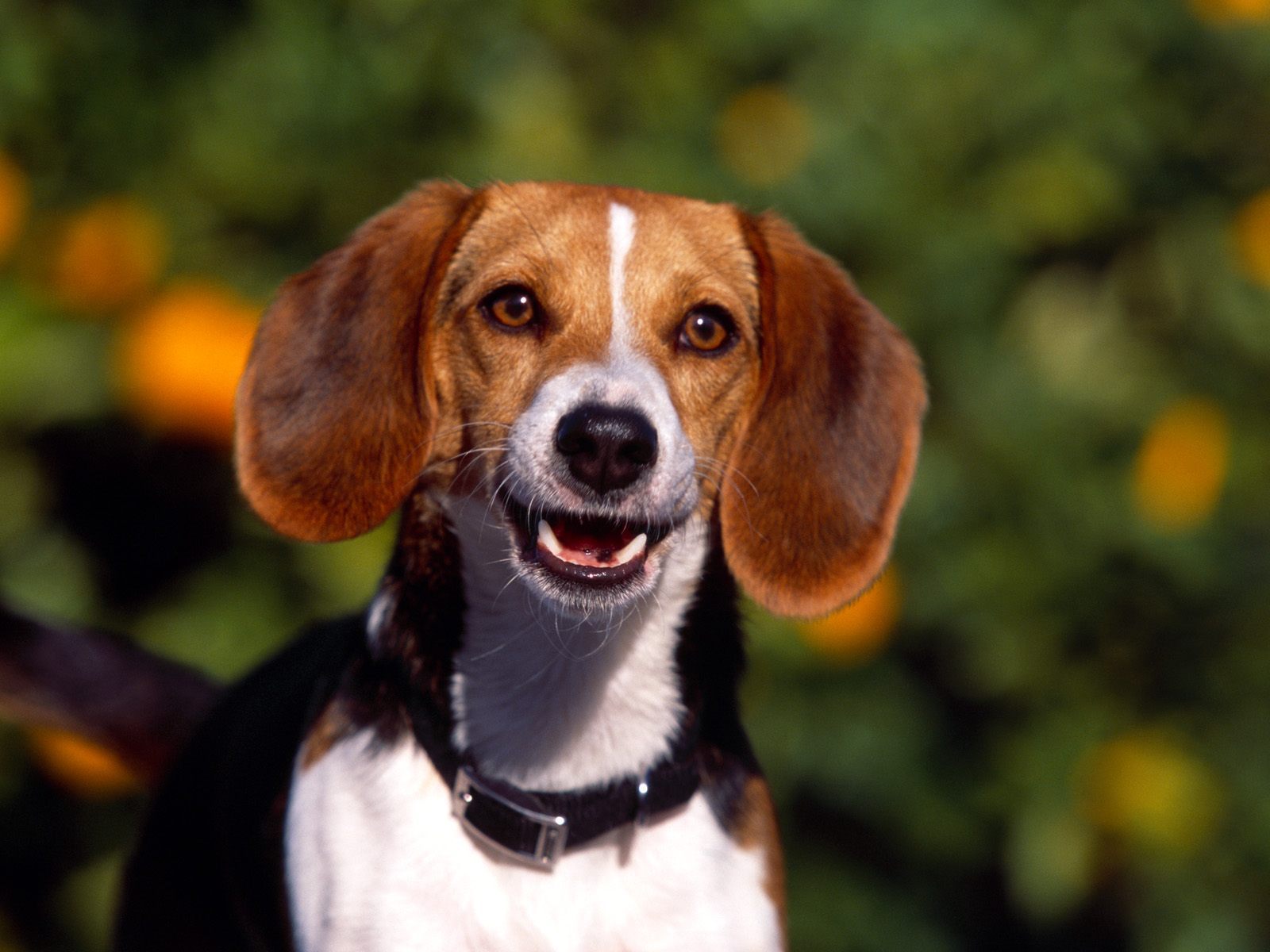 beagle.jpeg