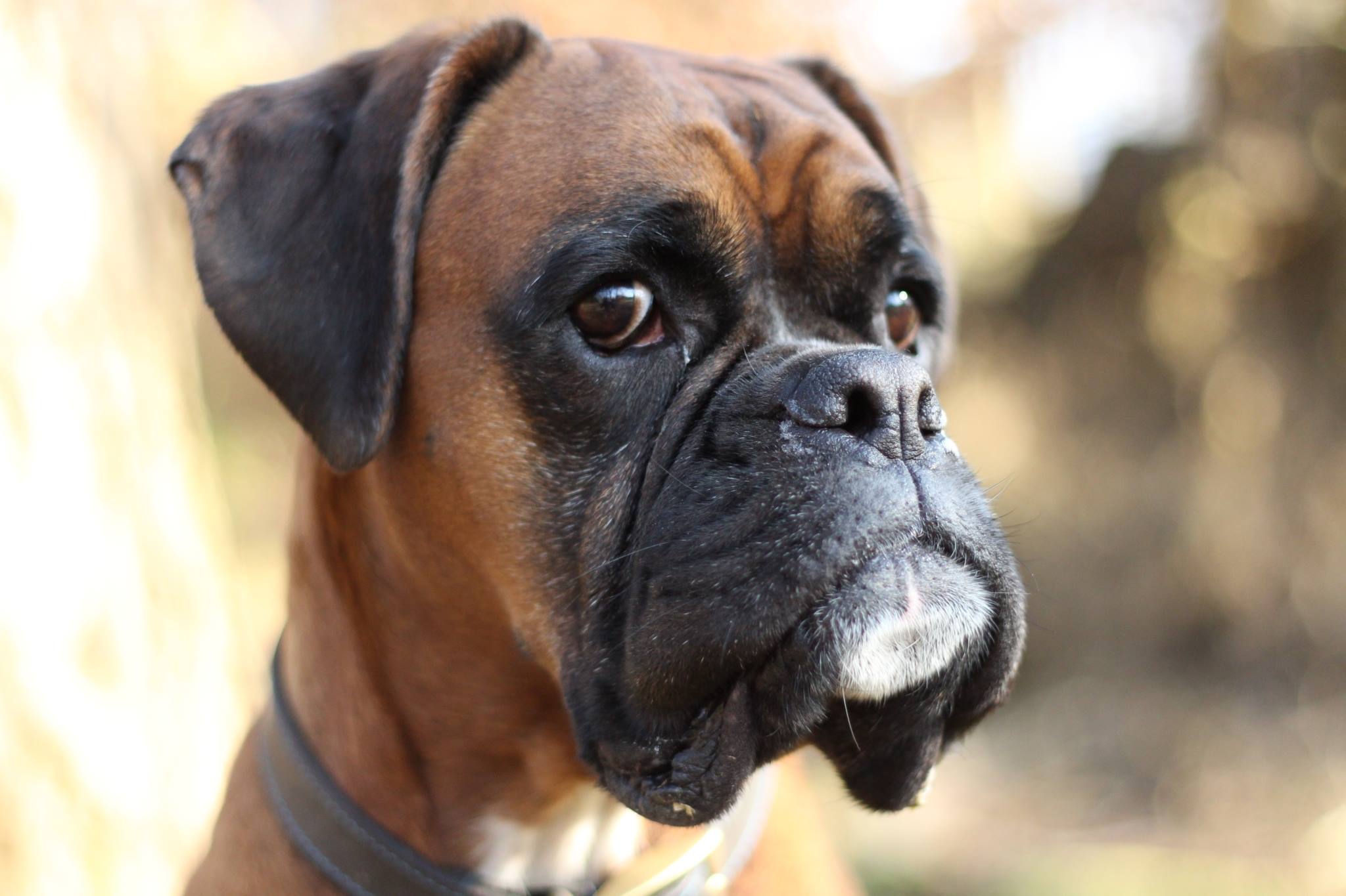boxer.jpeg
