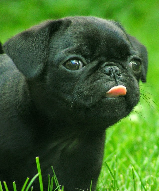 pug.jpeg