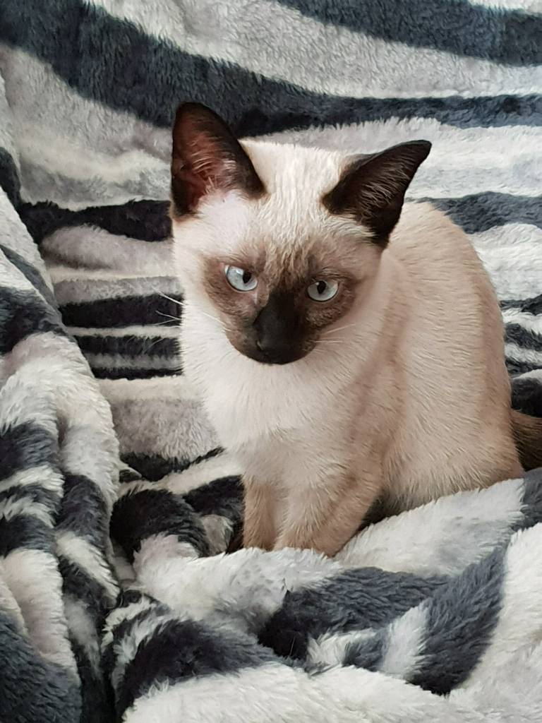 siamese.jpeg
