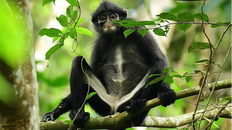 Raffles-banded-langur.jpg